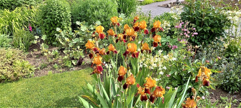 Burton Manor Walled Garden